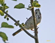 Song Sparrow